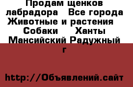 Продам щенков лабрадора - Все города Животные и растения » Собаки   . Ханты-Мансийский,Радужный г.